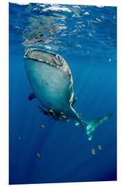 Foam board print Whale shark under water