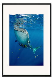 Gerahmter Kunstdruck Walhai unter Wasser