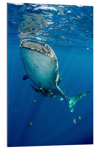 Galleriprint Whale shark under water