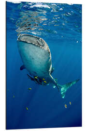 Magnettafel Walhai unter Wasser