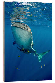 Wood print Whale shark under water