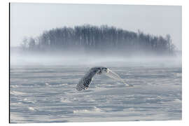 Aluminium print Snowy owl in flight