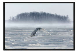 Gerahmter Kunstdruck Schneeeule im Flug