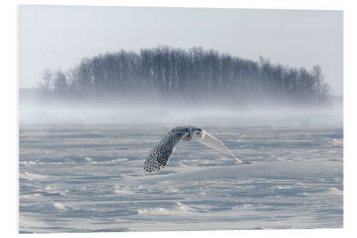 Obraz na PCV Snowy owl in flight