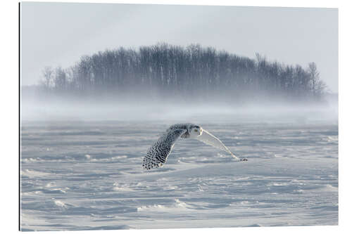 Gallery Print Schneeeule im Flug