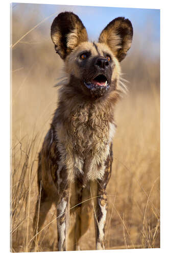 Acrylglasbild Wildhund in Namibia