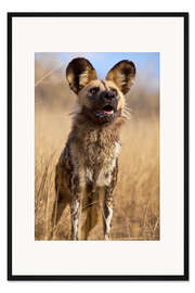 Gerahmter Kunstdruck Wildhund in Namibia