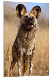 Gallery Print Wildhund in Namibia