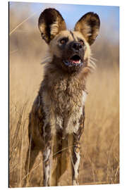 Magnettafel Wildhund in Namibia