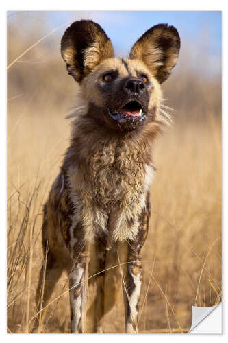 Självhäftande poster Wild dog in Namibia