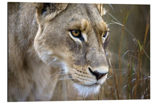 Aluminium print Lioness in the Okavango Delta, Botswana