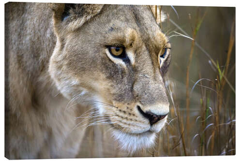 Canvas print Lioness in the Okavango Delta, Botswana