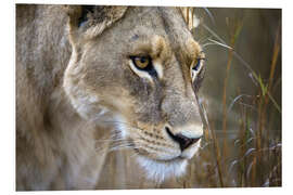 Foam board print Lioness in the Okavango Delta, Botswana