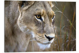 Gallery print Lioness in the Okavango Delta, Botswana