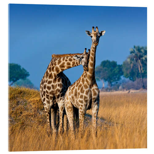 Acrylic print Cuddling giraffe couple