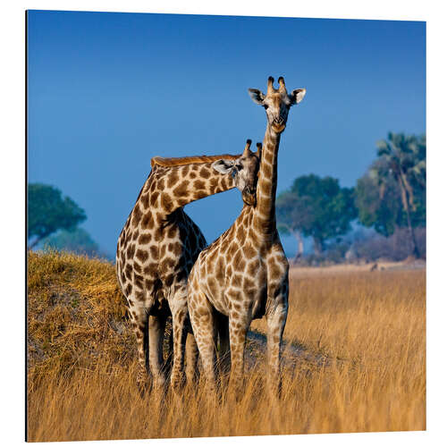 Aluminiumsbilde Cuddling giraffe couple