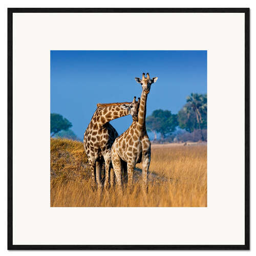 Innrammet kunsttrykk Cuddling giraffe couple