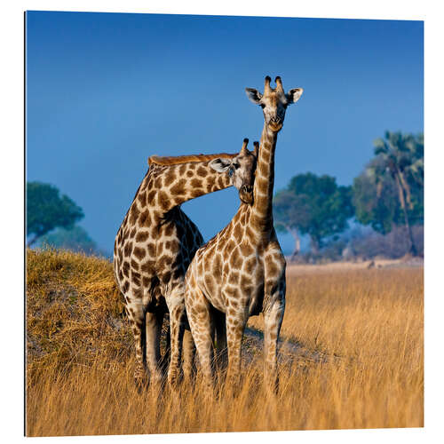 Gallery print Cuddling giraffe couple