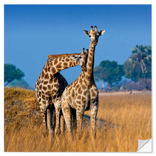 Selvklebende plakat Cuddling giraffe couple