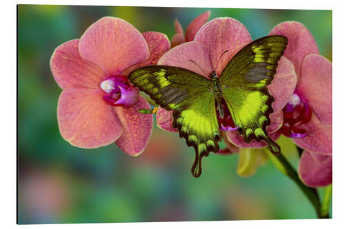 Aluminium print Green swallowtail