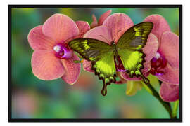 Gerahmter Kunstdruck Grüner Schwalbenschwanz