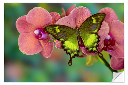 Naklejka na ścianę Green swallowtail