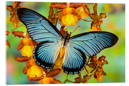Akryylilasitaulu Blue butterfly on yellow blossom