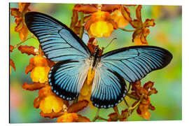 Obraz na aluminium Blue butterfly on yellow blossom