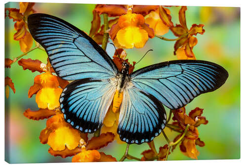 Obraz na płótnie Blue butterfly on yellow blossom