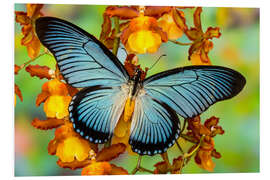 PVC-taulu Blue butterfly on yellow blossom