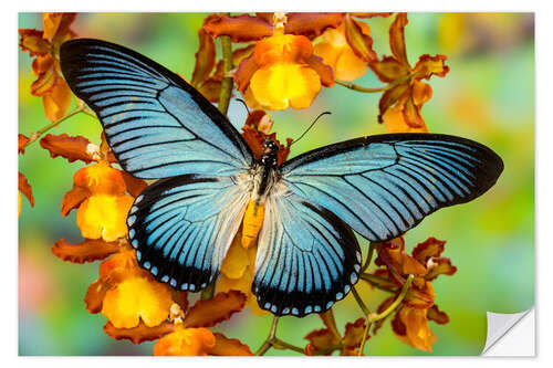 Selvklebende plakat Blue butterfly on yellow blossom