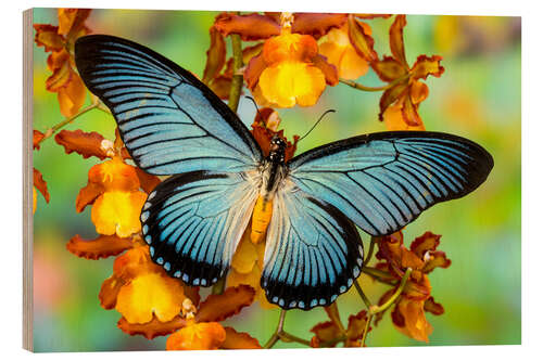 Wood print Blue butterfly on yellow blossom