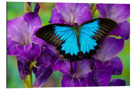 Aluminiumtavla Mountain Swallowtail