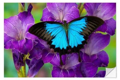 Wall sticker Mountain Swallowtail