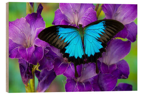 Wood print Mountain Swallowtail