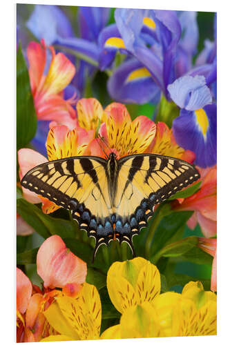 PVC-tavla Tiger Swallowtail