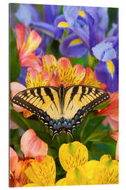 Quadro em plexi-alumínio Tiger Swallowtail