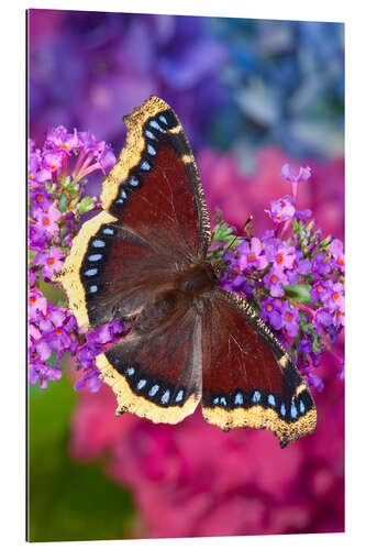 Gallery print Mourning cloak on flower