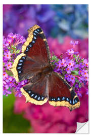 Selvklebende plakat Mourning coat on flower