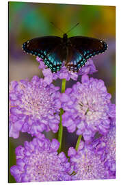 Alubild Schmetterling auf lila Blumen