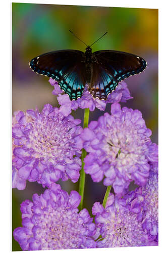 Cuadro de PVC Mariposa en flores lilas