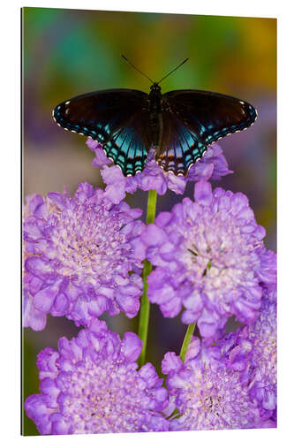 Gallery Print Schmetterling auf lila Blumen