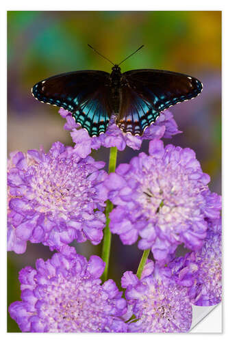 Selvklebende plakat Butterfly on lilac flowers