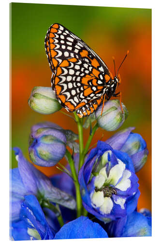 Cuadro de metacrilato Checkerspot de Baltimore en flor