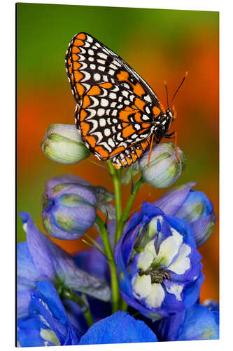 Obraz na aluminium Baltimore checkerspot on flower