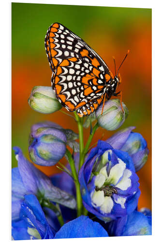 PVC-taulu Baltimore checkerspot on flower