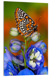 Quadro em plexi-alumínio Baltimore checkerspot em flor