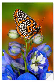 Naklejka na ścianę Baltimore checkerspot on flower