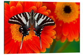 Quadro em alumínio Borboleta de cavaleiro na gerbera