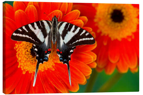 Canvas print Knight butterfly on gerbera